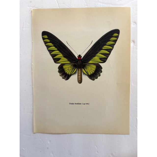 Up for sale is this gorgeous lithograph by F. Prochazka, published in Great Britain in 1965. It is in excellent, gently-...