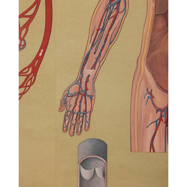 Metal Vintage School Poster Breathing and Blood Circulation from Lehrmittelverlag Wilhelm Hagemann, 1970s For Sale - Image 7 of 14