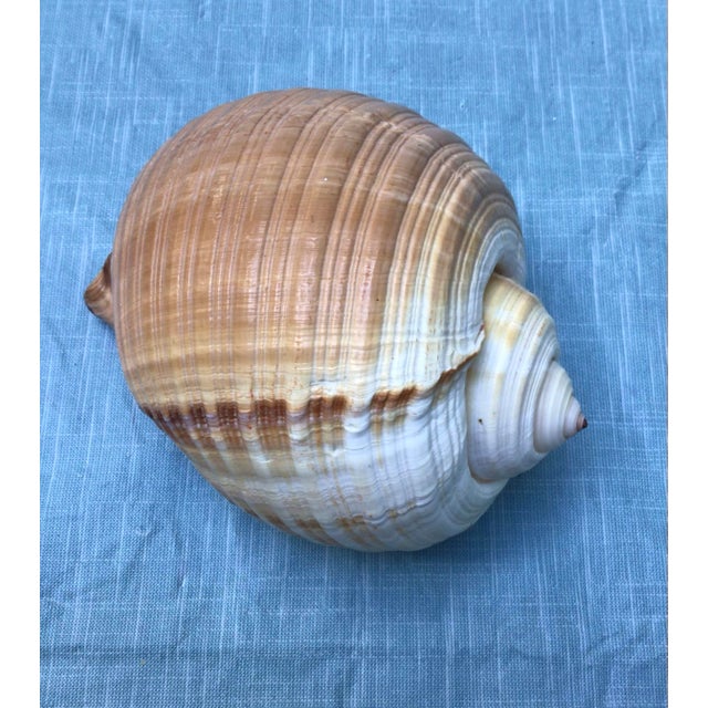 Shabby Chic Natural History Collectors Large Bahamian Sea Shell Specimens For Sale - Image 3 of 12