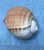 Shabby Chic Natural History Collectors Large Bahamian Sea Shell Specimens For Sale - Image 3 of 12