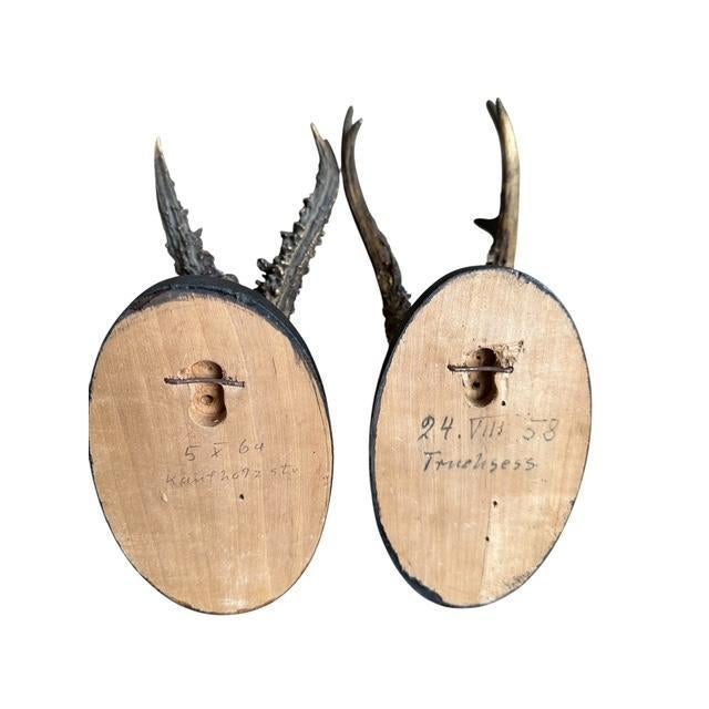 1950s Pair of 1950s Roe Deer Trophies 899 Black Forest Antlers For Sale - Image 5 of 5