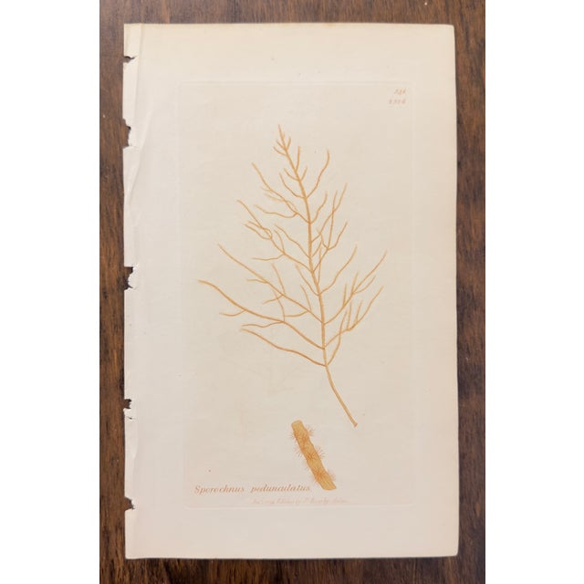 Wood Framed Pair of Antique Sowerby Seaweed Prints | English Marine Botany For Sale - Image 7 of 12