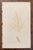 Wood Framed Pair of Antique Sowerby Seaweed Prints | English Marine Botany For Sale - Image 7 of 12