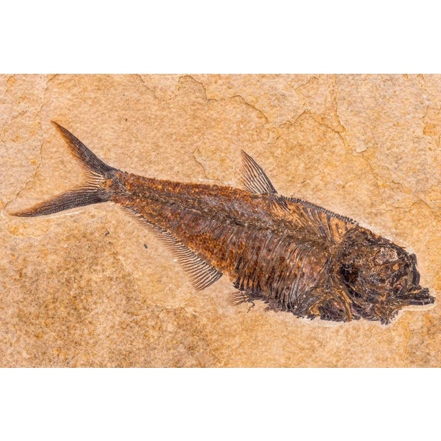 Natural Fossil Fish Specimen Wyoming Usa Diplomystus Plaque For Sale In Dallas - Image 6 of 7