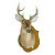 Whitetail Deer Shoulder Mount For Sale