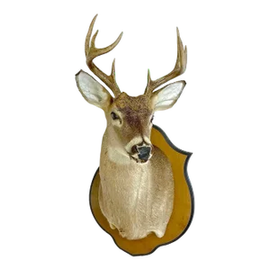 Whitetail Deer Shoulder Mount