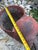 French Terracotta Conch Seashell Planter For Sale In Philadelphia - Image 6 of 9
