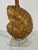 Gold Gilt Seashell Form Table Lamp For Sale - Image 8 of 10