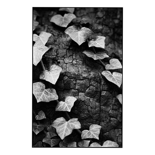 Paul Cooklin, Ivy, Thornham Walks, Suffolk, Edition of 50 For Sale