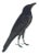 Giclee reproduction from the Watercolors of Olof Rudbeck by C.F.A Edition. This beautiful Raven of Rudbeck Birds,...