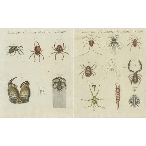 Bertuch, Various Insects Including Spiders and Mites, Prints, Set of 2 For Sale - Image 6 of 6