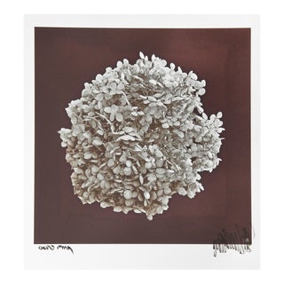 Dried Hydrangea, Jonathan Singer, Photography For Sale