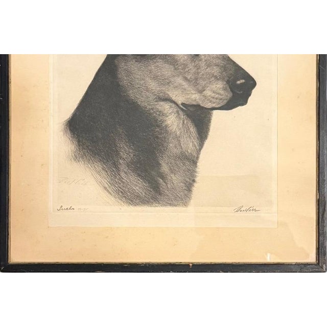 Limited Edition Bert Cobb Signed Drypoint Etching German Shepherd Luchs 33 of 75 For Sale In Portland, ME - Image 6 of 12