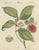 Bertuch, Rambutan Tropical Fruit Branch, 1810, Print For Sale - Image 12 of 12