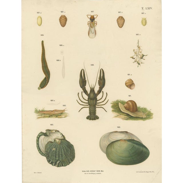 Large Antique Zoology Poster, 1880 For Sale - Image 9 of 10