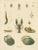 Large Antique Zoology Poster, 1880 For Sale - Image 9 of 10