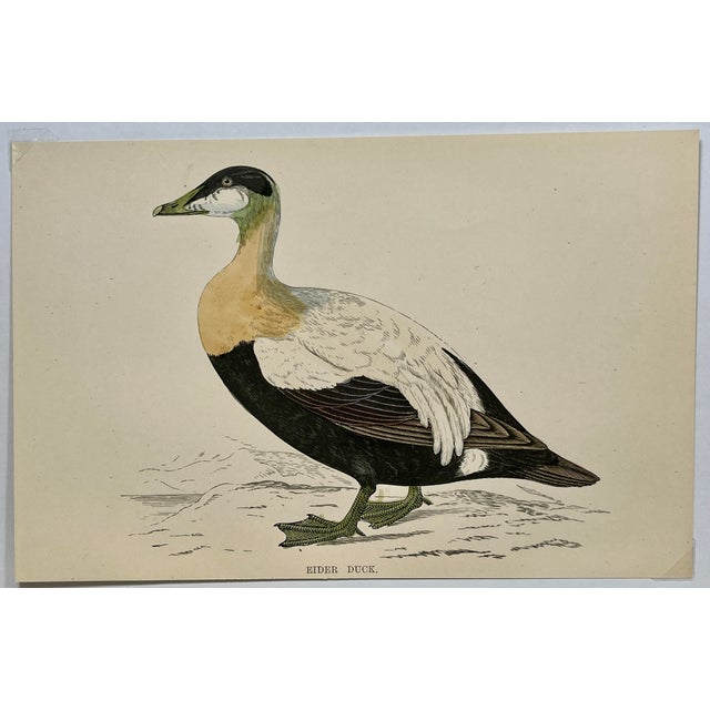 Antique Hand Tinted Bird Print From England Featuring a Brown, Black & White Eider Duck - Circa 1888. Print measures 7...