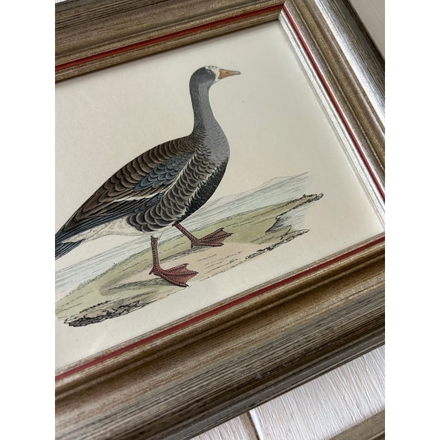 Traditional Framed 18th Century Geese Engravings For Sale - Image 3 of 3