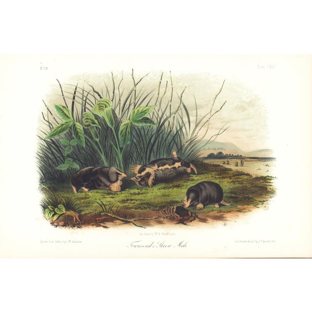 1854 Audubon Quadruped Octavo Lithograph "Plate 145 Townsend's Shrew Mole" For Sale