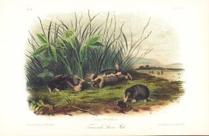 1854 Audubon Quadruped Octavo Lithograph "Plate 145 Townsend's Shrew Mole"