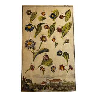 18th Century Floral Hand-Colored Engraving Print For Sale