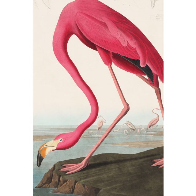 Illustration American Flamingo & Great Blue Heron Diptych, Audubon Birds of America Art Prints, 40" X 60" For Sale - Image 3 of 12