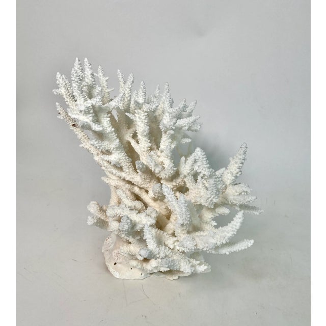Chinoiserie Rare Natural Staghorn Coral Specimen For Sale - Image 3 of 6