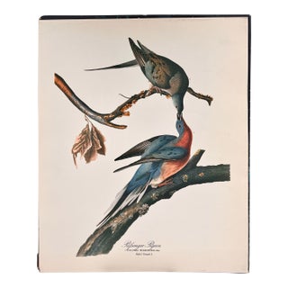 1964 Audubon Folio Lithograph Great Bird Paintings – “Passenger Pigeon” 17x14 For Sale