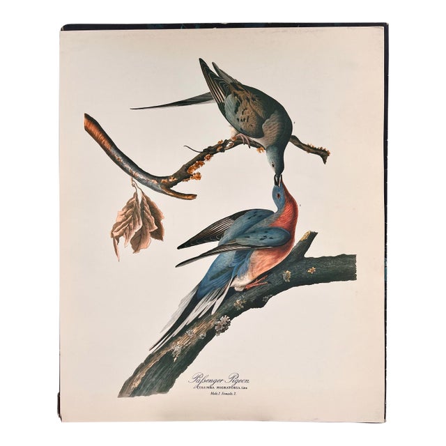 1964 Audubon Folio Lithograph Great Bird Paintings – “Passenger Pigeon” 17x14 For Sale