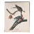 1964 Audubon Folio Lithograph Great Bird Paintings – “Passenger Pigeon” 17x14 For Sale
