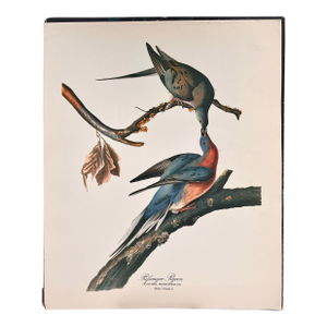 1964 Audubon Folio Lithograph Great Bird Paintings – “Passenger Pigeon” 17x14
