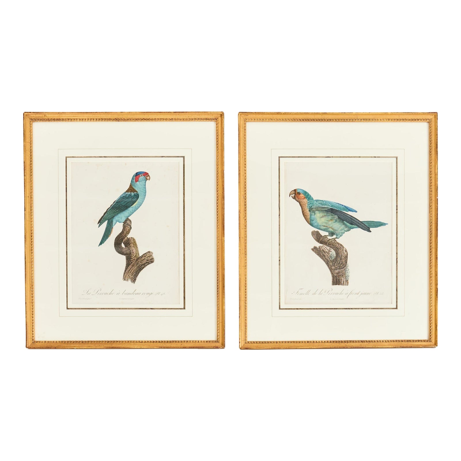 Pair Jacques Barraband Hand Colored Ornithological Bird Prints | Chairish