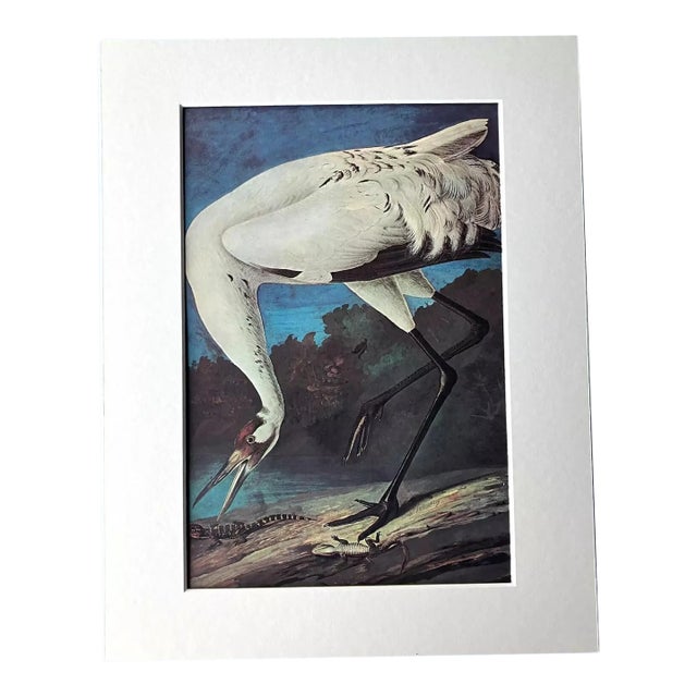 Vintage John James Audubon Matted Print, 1966: Whooping Crane For Sale