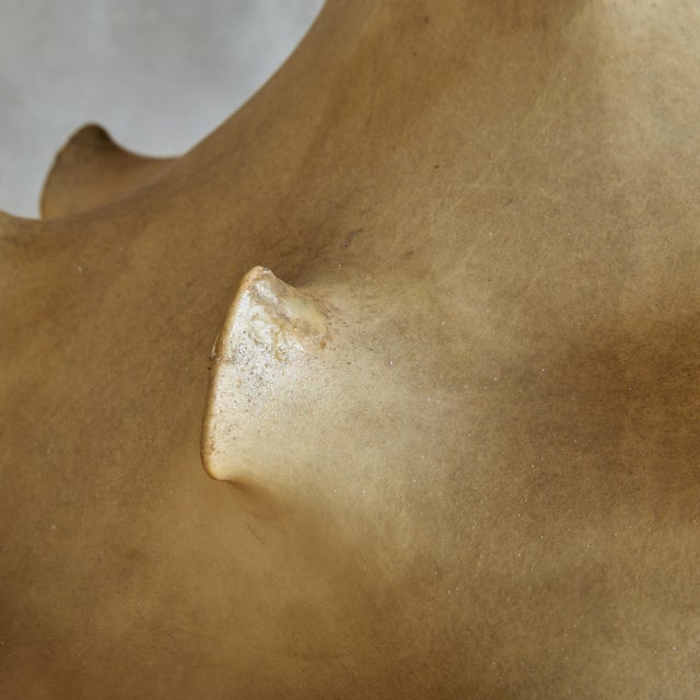 Modern Italian 'Taraxacum' Cocoon Pendant by Achille & Pier Giacomo Castiglioni For Sale - Image 3 of 11