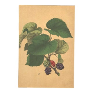 Rare 1860s French Antique Chromolithograph Botanical-Fruits-, Matted For Sale