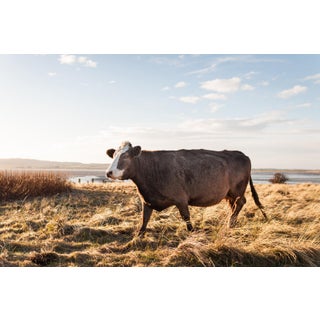 'Brown Cow' Contemporary English Landscape Photograph, Pastoral Bovine Art, Large 45 X 30" Fine Art Photography Print For Sale