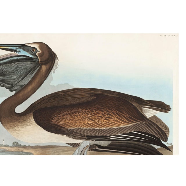 Brown Brown Pelican, Vintage Art Print Reproduction From Birds of America by John James Audubon, 60" X 40" For Sale - Image 8 of 10
