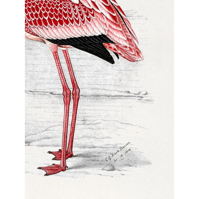 Pink Lesser Flamingo by C. G. Finch-Davies, Vintage Reproduction Bird Art Print, 18″ × 24″ For Sale - Image 8 of 8