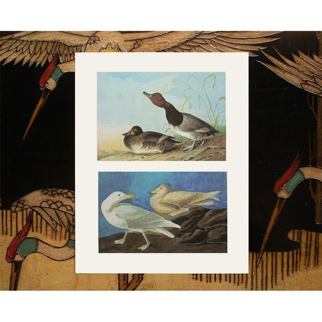 1966 Vintage Cottage Print "Red-Headed Duck and Glaucous Gull" After John James Audubon For Sale In Dallas - Image 6 of 7