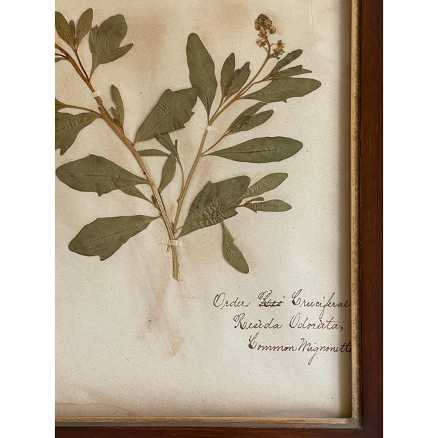 Late 19th Century Antique Swedish Herbarium - Sweet Mignonette, Circa Late 19th Century For Sale - Image 5 of 8