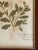 Late 19th Century Antique Swedish Herbarium - Sweet Mignonette, Circa Late 19th Century For Sale - Image 5 of 8