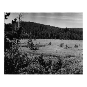 1969 Yellowstone Landscape With Moose Photograph by Don Ware