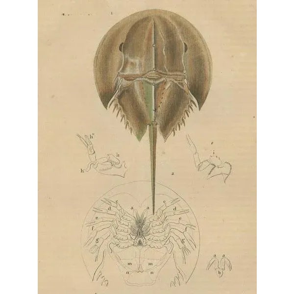 Pierre Auguste Joseph Drapiez, Anatomy of the Atlantic Horseshoe Crab, 1845, Engraving on Paper For Sale - Image 3 of 6