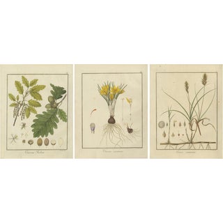 Botanical Illustrations, 1819, Paper, Set of 3 For Sale