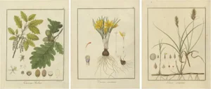 Botanical Illustrations, 1819, Paper, Set of 3