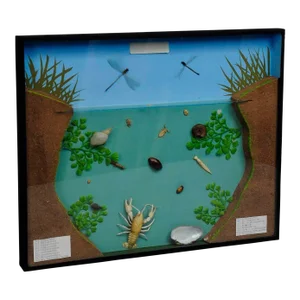 Great Vintage School Teaching Display of the Fresh Water Habitat