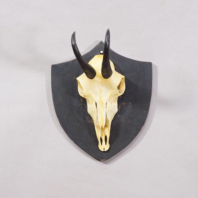 Antique Black Forest Chamois Trophy on Black Plaque - Salem Germany 1876 For Sale - Image 4 of 6
