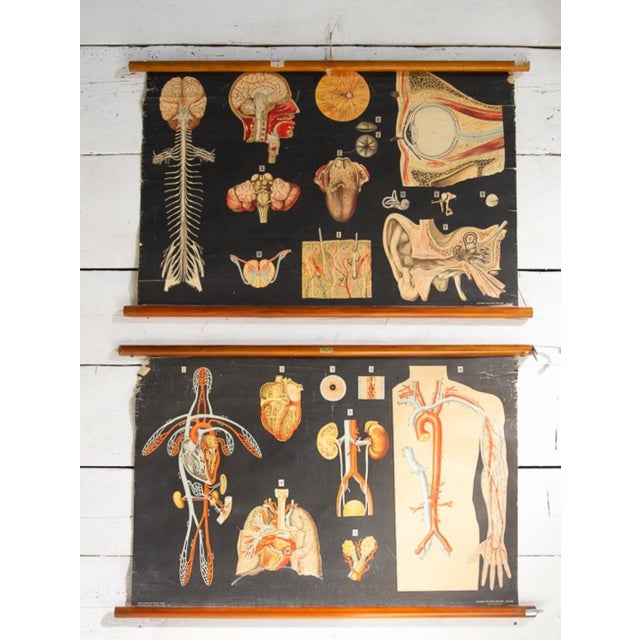 Human Anatomy Charts from Allardi Publisher, 1950s, Set of 2 For Sale - Image 4 of 14