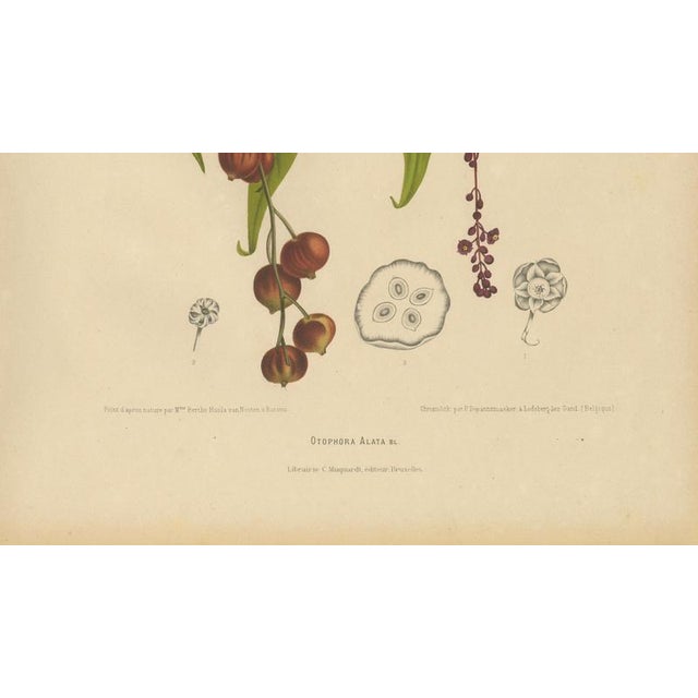 Paper Berthe Hoola van Nooten, Winged Lychee, 1880, Chromolithograph For Sale - Image 7 of 9