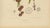 Paper Berthe Hoola van Nooten, Winged Lychee, 1880, Chromolithograph For Sale - Image 7 of 9